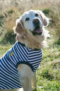 Breton With Yellow / X-Large