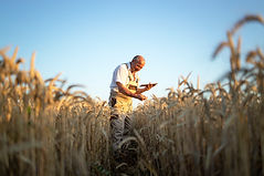 portrait-senior-farmer-agronomist-wheat-field-checking-crops-before-harvest-holding-tablet