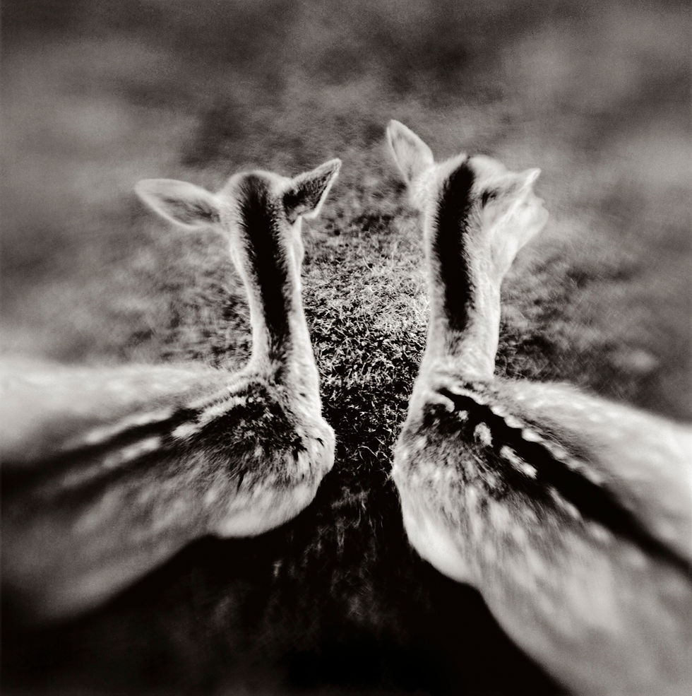 Two Deer 2004