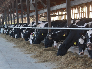 Outbreak of Highly Pathogenic Avian Influenza Impacting Cattle