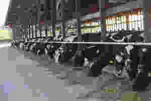 dairy cows