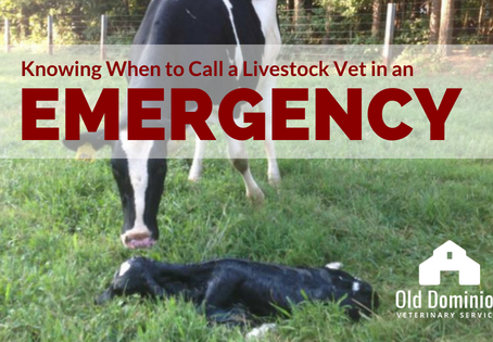 Knowing When to Call a Livestock Vet in an Emergency