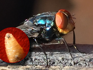 New World Screwworm Fly and Larvae