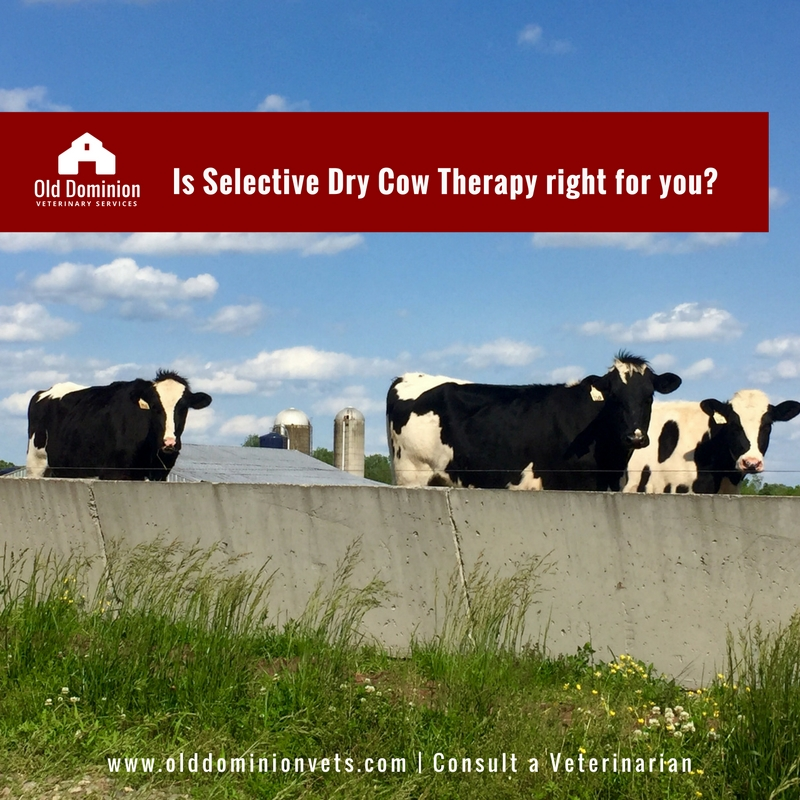 Is Selective Dry Cow Therapy right for you?
