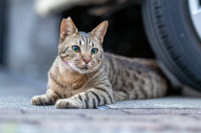 Community Cat vs. Stray Cat