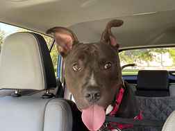 Cartober: Turn Your Car Into Care for Animals in Need