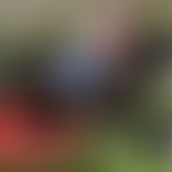 Bourbon Betty Breaks Maiden at Aqueduct