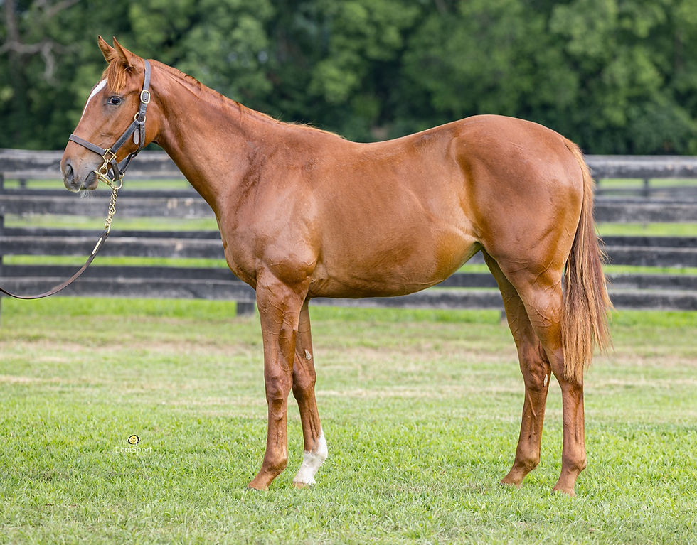 The 2026 McMahon & Hill Pinhook Now Open - First Purchase at The July Sale