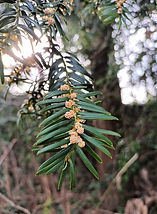 Verdant Tree Services Edinburgh - Yew Tree Picture
