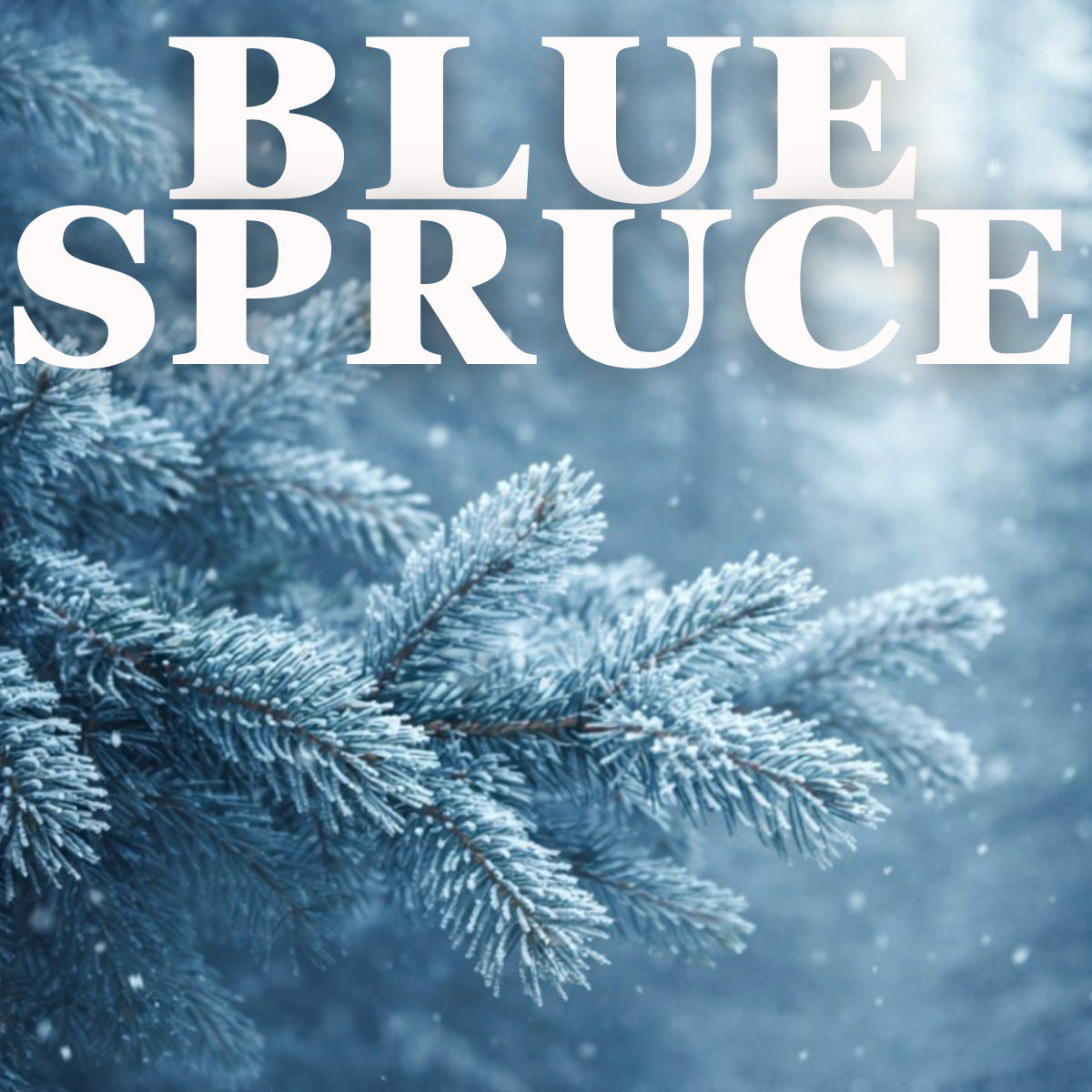 Blue Spruce (Seasonal)