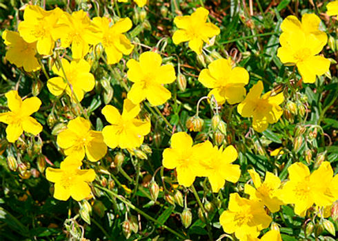 ROCK ROSE.jpg
