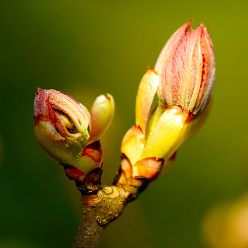 CHESNUT BUD.jpg