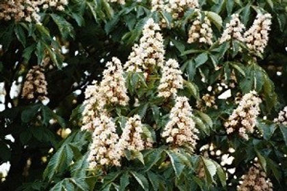 WHITE CHESNUT.jpg