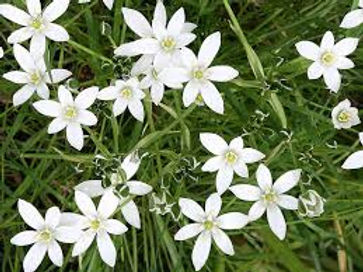 STAR OF BETHLEHEM.jpg