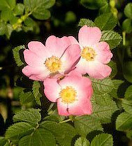 WILD ROSE.jpg