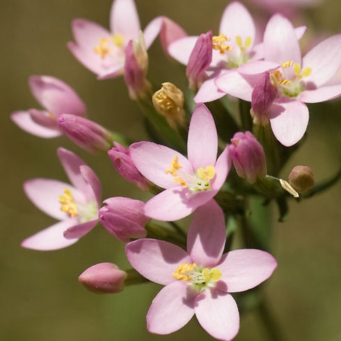 CENTAURY.jpg