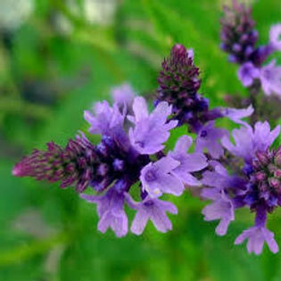 VERVAIN.jpg