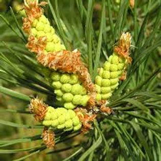 PINE.jpg
