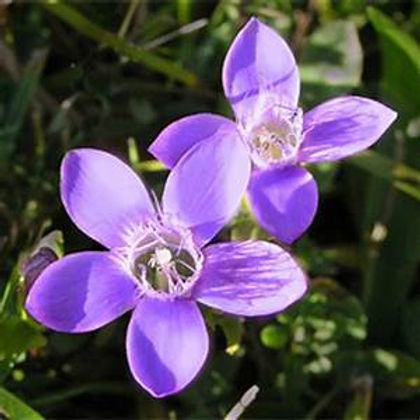 GENTIAN.jpg