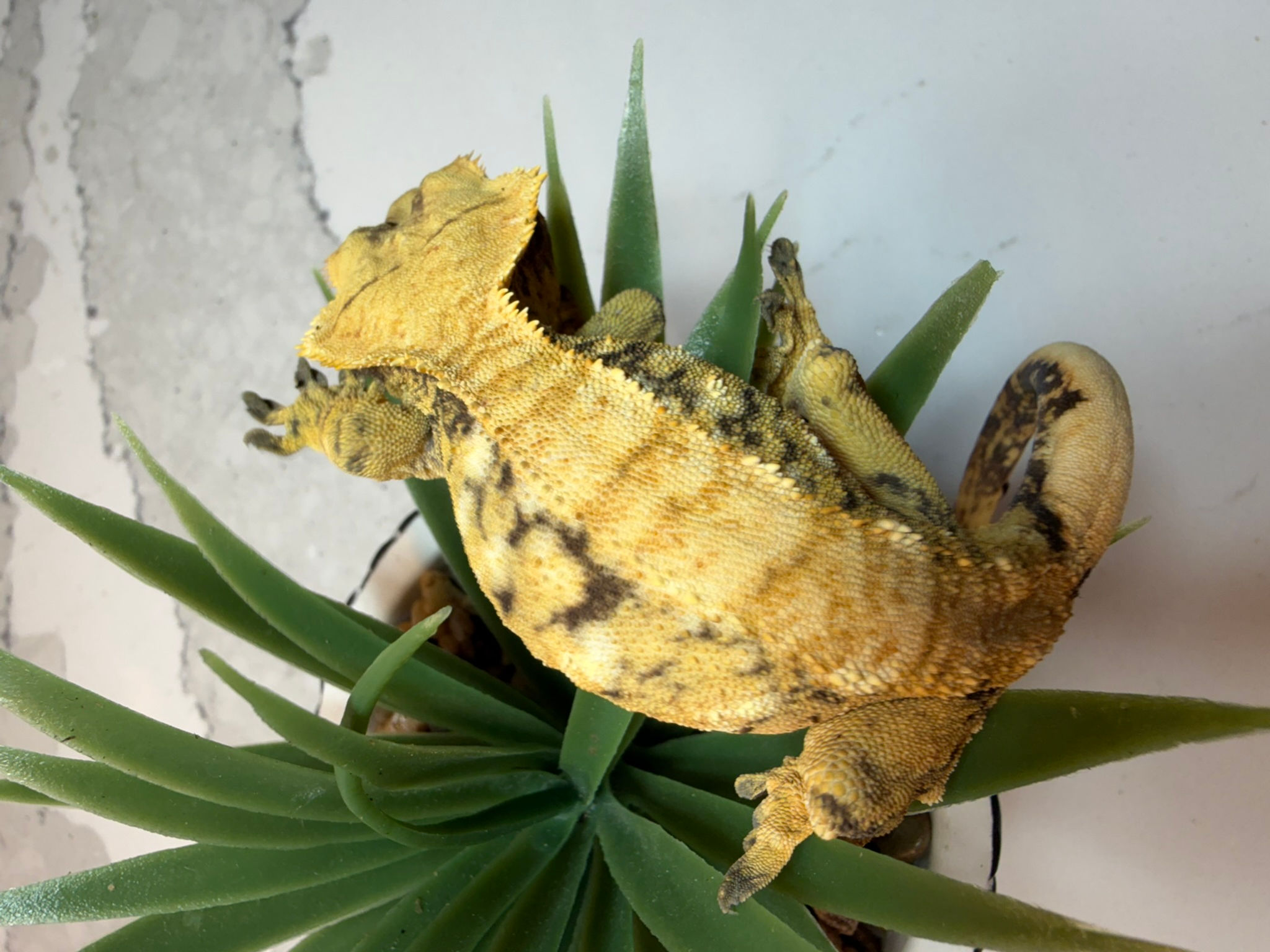 Proven Breeding Female – Tricolor Orange Pinstripe | SOLD!