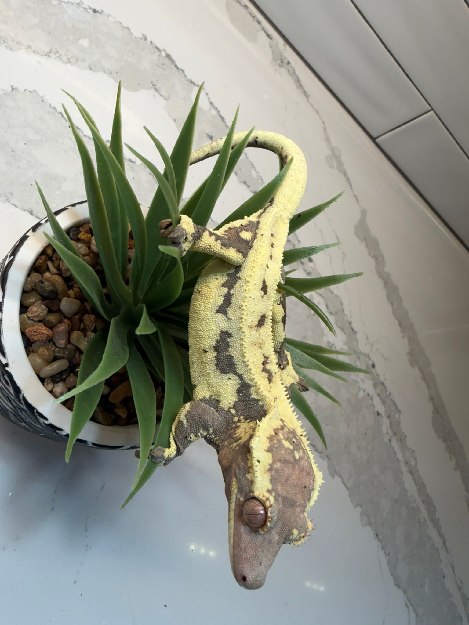 Elite Breeding Female – Frappuccino | SOLD!