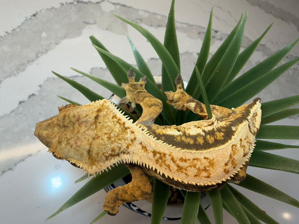 Thumbnail: Legacy Breeding Female – Cream Harlequin Tricolor (Full Pinstripe) | SOLD