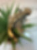 Elite Breeding Female – Cappuccino | SOLD!