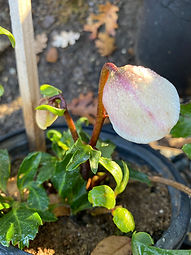 IMG-1147.jpg