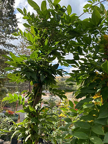 IMG-0914.jpg