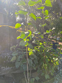 image_67228673.JPG