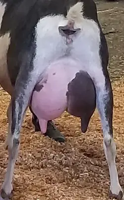 GCH MARCH RANCH ELAMOUS FIREFLY