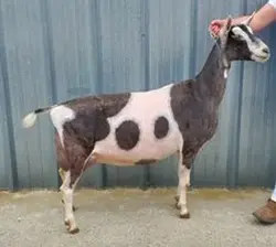 GCH (pend) TALACHE 'S ROSALITA