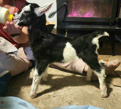 BROKENHEART'S SYMPHONY (pend)