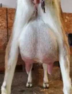 TRINITY VALLEY LUCKY CHARMS