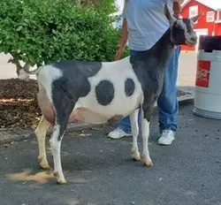 GCH (pend) TALACHE 'S ROSALITA