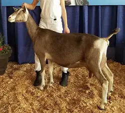 TALACHE 'S COOKIE CRISP