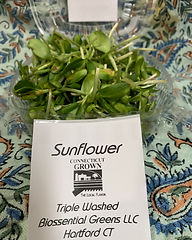 Sunflower.jpg