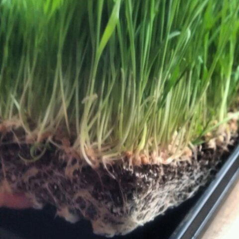 Biossential Greens
