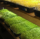 Biossential Greens