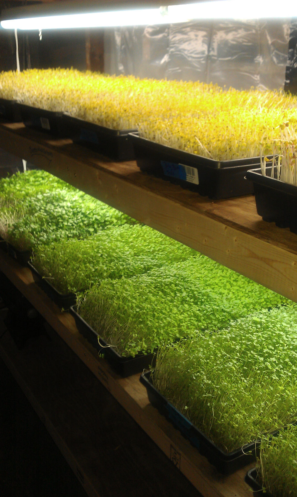 Biossential Greens