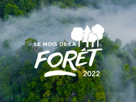 Mois de la forêt : 31 jours pour comprendre et agir en faveur des forêts