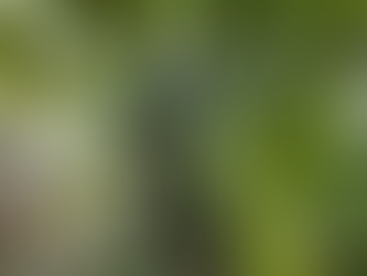 Cultivé en Éthiopie, cet arbre pourrait nourrir des millions de personnes dans le monde