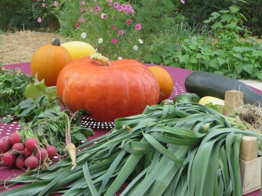 Les Carottes Sauvages créent des potagers dans les Ehpad