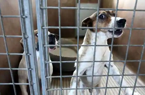 En Wallonie(Belgique),les refuges se réjouissent de l’instauration du permis de détenir un animal.