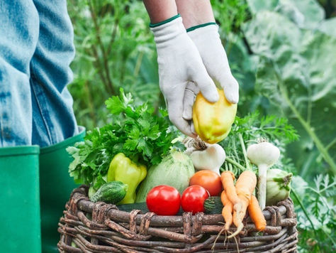 Cette start-up livre des paniers de fruits et légumes moches