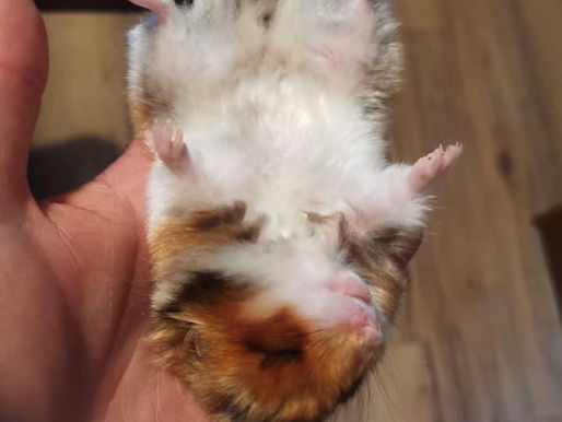 HIBERNATION DU HAMSTER 😚