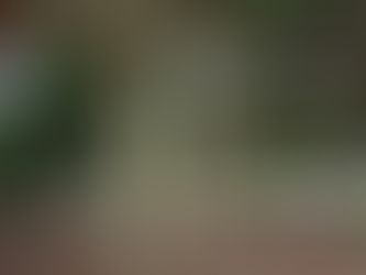 Cet arbre est devenu si grand qu’il a développé lui-même des piliers pour soutenir ses branches