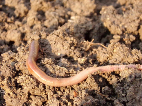 Improving the soil in your garden: why and how?