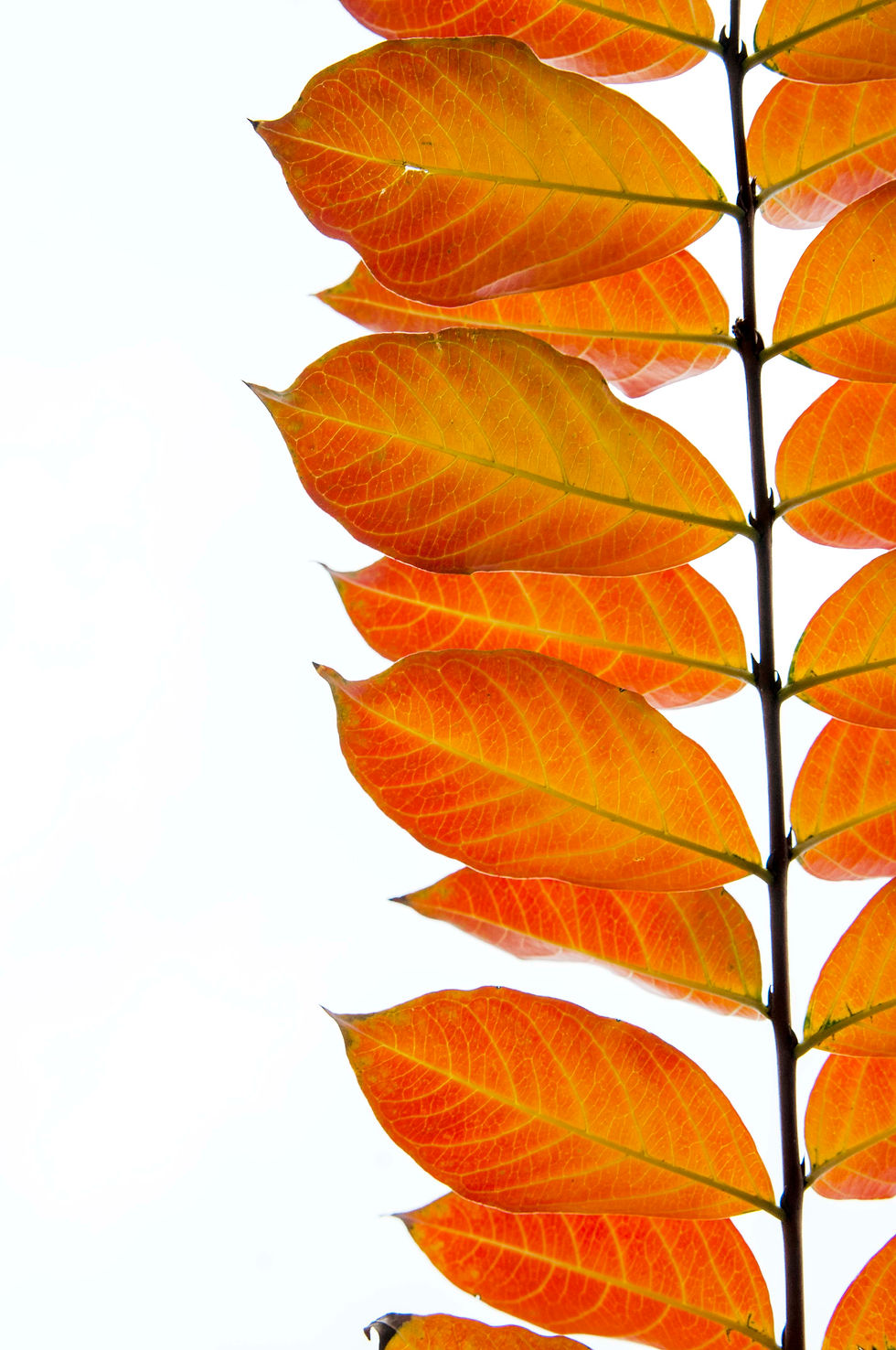 Essence of Autumn