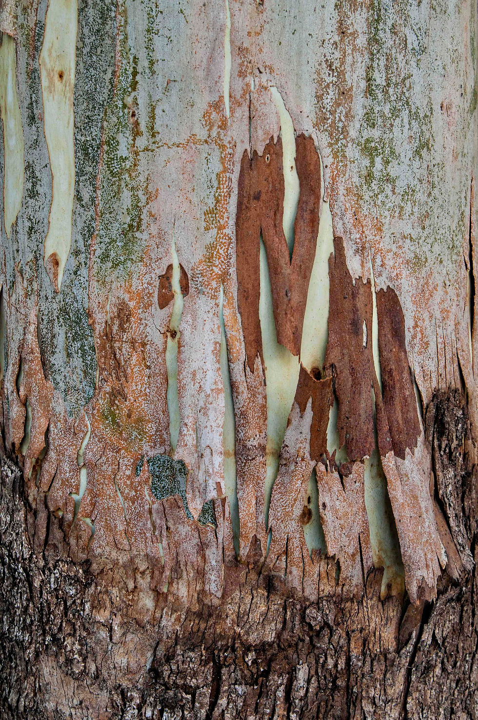 The Art of Bark